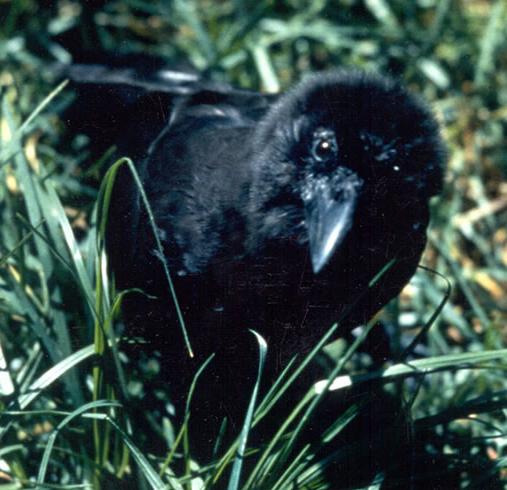 Corvus_hawaiiensis_in_grass